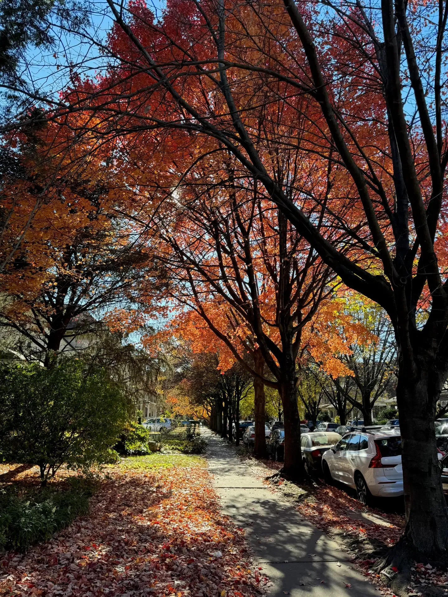 Red and orange maples lining a DPWNA sidewalk